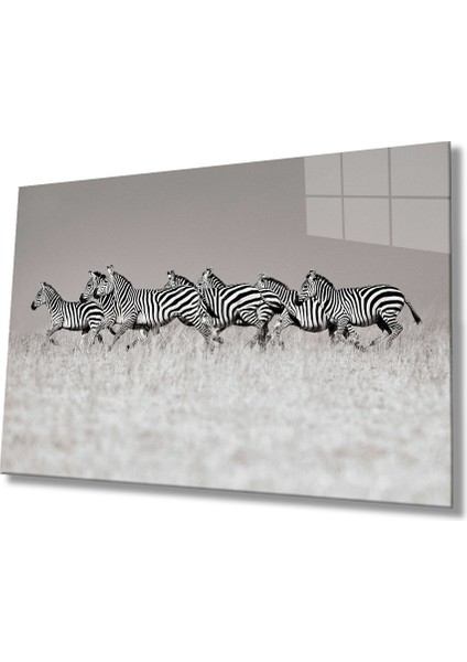 Zebra Cam Tablo