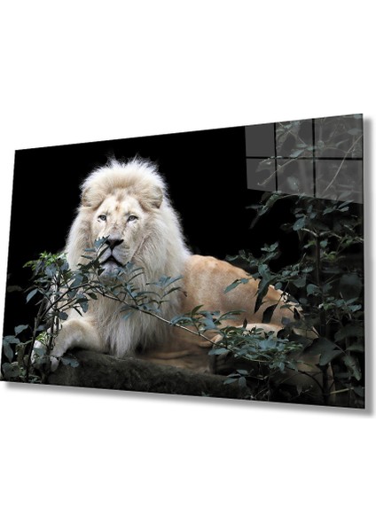 Aslan Cam Tablo
