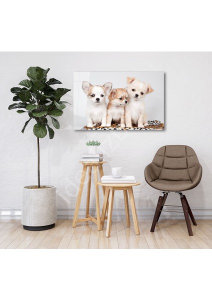 Köpekler fiyatları