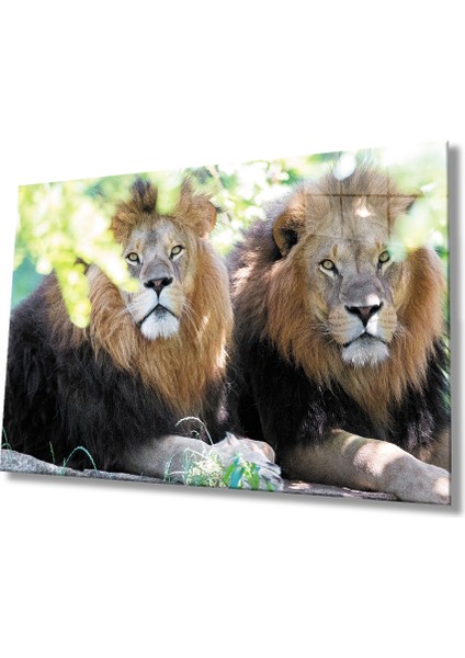 Aslan Cam Tablo