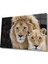 Aslan Cam Tablo 1