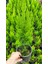 Saksılı Limon Selvi 30.40 cm 1