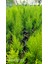 Saksılı Limon Selvi 30.40 cm 2