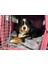 150X200 Mobilya Sarma Taşıma Nakliye Şantiye Ambalaj Dolu/ (Kedi Köpek) Battaniyesi 10 Adet 3