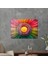 Cam Tablo Gökkuşağı Papatya 50X70 cm 3
