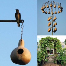 Zengarden Kırlangıç Yuvası Su Kabağı Tohumu Martin House Gourd