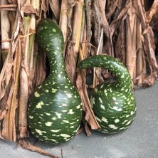 Zengarden Kuğu Sukabağı Tohumu Swan Gourd Seeds