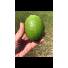 Bahçemden Köy Ürünleri Yeşil Limon 5 kg