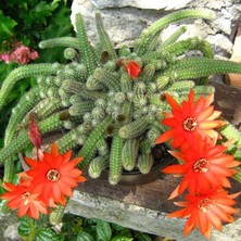 TNC Garden Groups Yılan Kaktüs Chamaecereus Silvestris 3 Adet