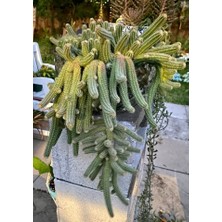 TNC Garden Groups Yılan Kaktüs Chamaecereus Silvestris 20 Adet