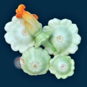 Yaz Kabağı Tohumu Atalık Istiridye Çalı Tipi Kabak