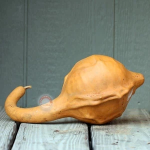 Dinozor Sukabağı Tohumu Caveman's Gourd Maranka