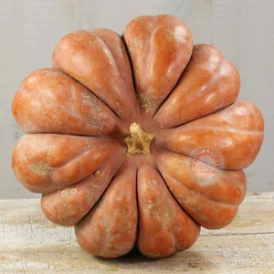 Musquee De Provence Fransız Balkabağı Tohumu