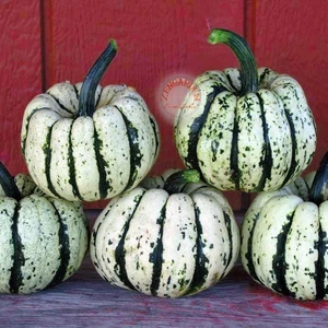 Şeker Dumpling Kabak Tohumu Geleneksel Sweet Dumpling Squash