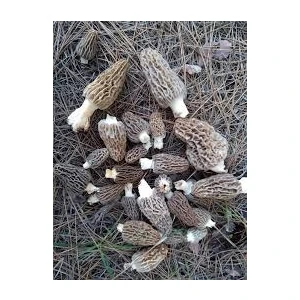 Tohum Kuzu Göbeği Mantar Tohumu (Baharlık) 