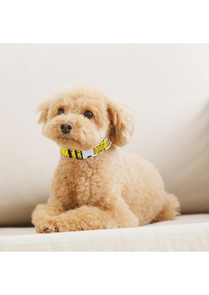 Köpek Boyun Tasması (Yurt Dışından)