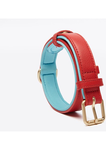 Köpek Boyun Tasması (Yurt Dışından)