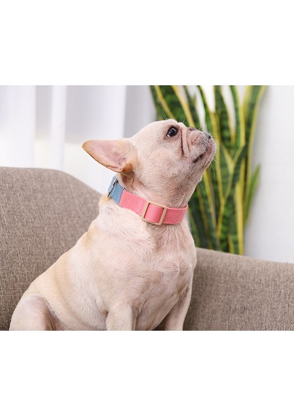 Köpek Boyun Tasması (Yurt Dışından)