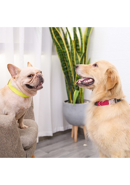 Köpek Boyun Tasması (Yurt Dışından) fiyatları