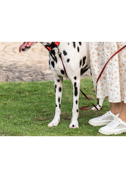 Köpek Boyun Tasması (Yurt Dışından) fiyatları