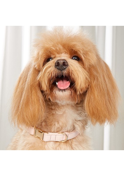 Köpek Boyun Tasması (Yurt Dışından)