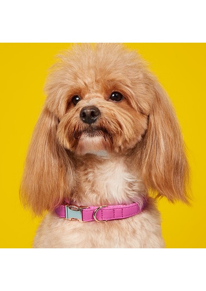 Köpek Boyun Tasması (Yurt Dışından)