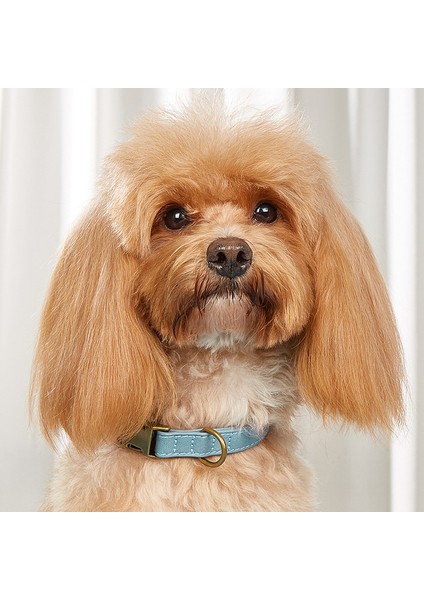 Köpek Boyun Tasması (Yurt Dışından)