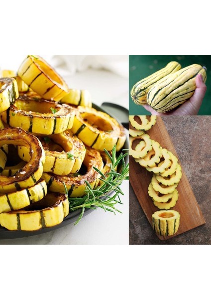 Delicata Kışlık Kabak Tohumu Winter Squash fiyatları
