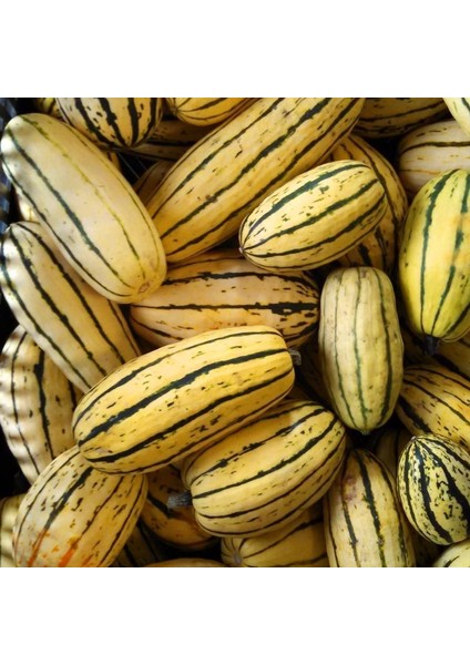 Delicata Kışlık Kabak Tohumu Winter Squash modelleri