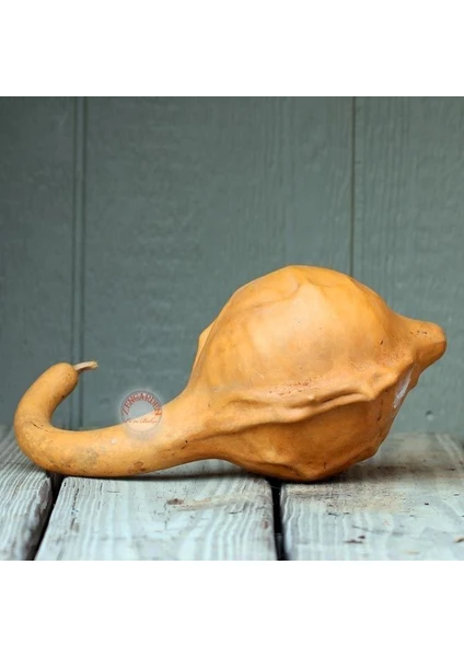 Dinozor Sukabağı Tohumu Caveman's Gourd Maranka