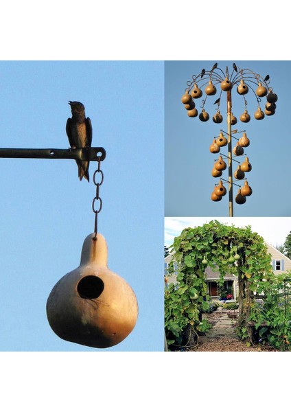 Kırlangıç Yuvası Su Kabağı Tohumu Martin House Gourd