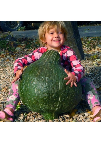 Yeşil Hubbard Tatlı Balkabağı Tohumu Atalık Tohum