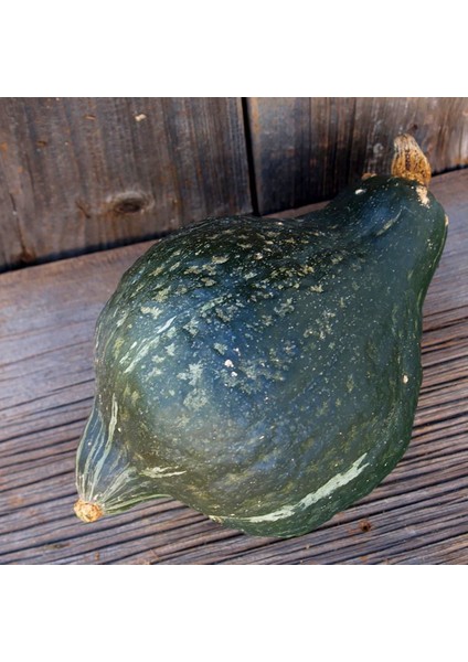 Yeşil Hubbard Tatlı Balkabağı Tohumu Atalık Tohum fiyatları