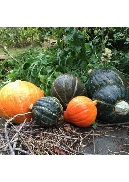 Yeşil Hubbard Tatlı Balkabağı Tohumu Atalık Tohum modelleri