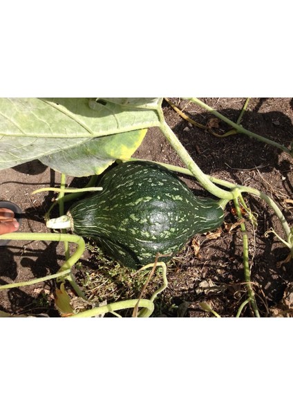 Yeşil Hubbard Tatlı Balkabağı Tohumu Atalık Tohum fırsatları