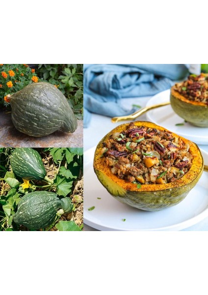 Yeşil Hubbard Tatlı Balkabağı Tohumu Atalık Tohum indirimleri