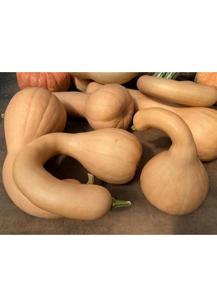 Kanada Eğriboyun Kışlık Kabak Tohumu Winter Squash