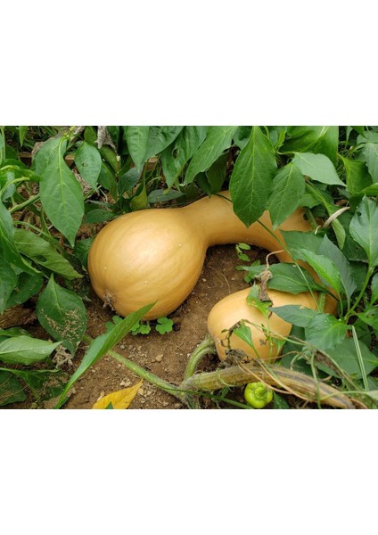 Kanada Eğriboyun Kışlık Kabak Tohumu Winter Squash