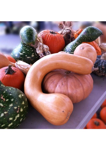 Kanada Eğriboyun Kışlık Kabak Tohumu Winter Squash