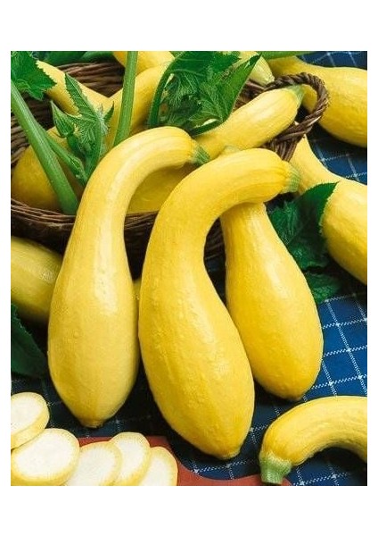 Sarı Kıvrık Yaz Kabak Tohumu Geleneksel Cucurbita Pepo