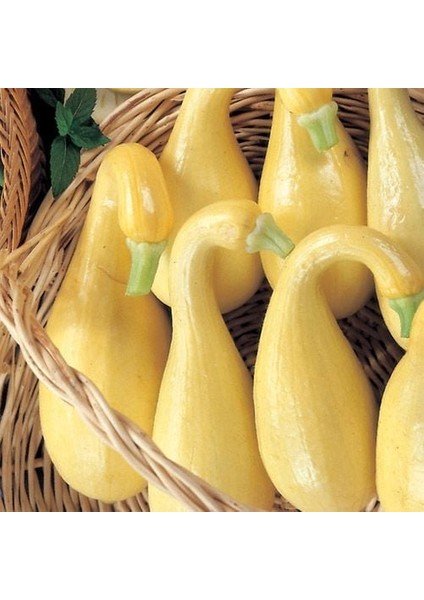 Sarı Kıvrık Yaz Kabak Tohumu Geleneksel Cucurbita Pepo