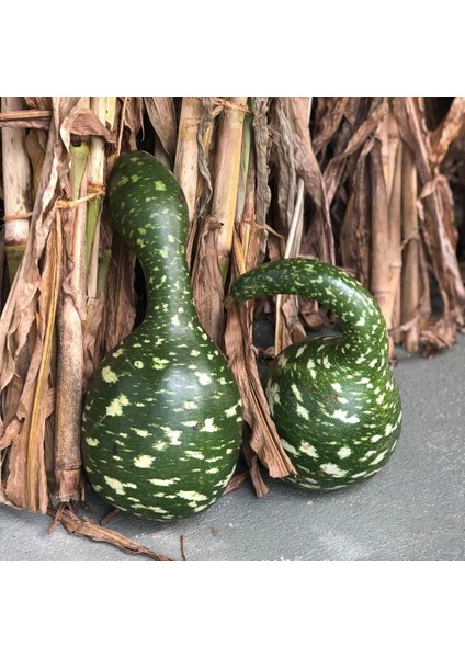 Kuğu Sukabağı Tohumu Swan Gourd Seeds