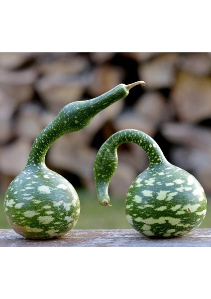 Kuğu Sukabağı Tohumu Swan Gourd Seeds