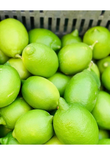 Bahçemden Köy Ürünleri Yeşil Limon 5 kg