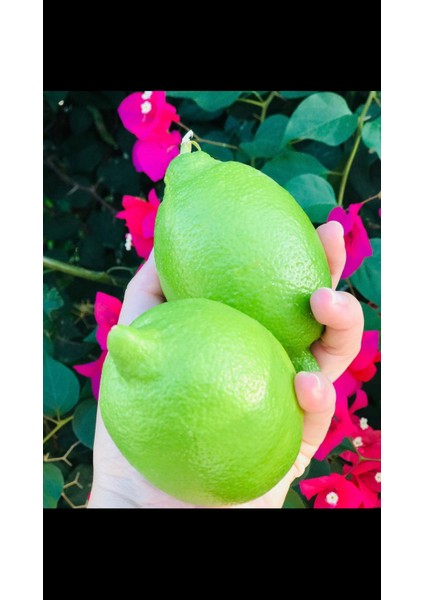 Yeşil Limon 5 kg