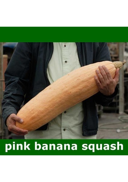 Pink Banana Pembe Muz Balkabağı Tohumu