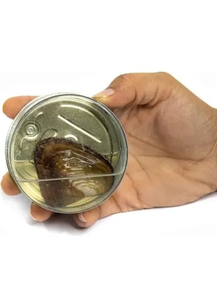 Istridye Içinde Inci Takı Seti