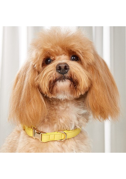Köpek Tasması Şeker Rengi Küçük ve Orta Boy Köpek Evcil Hayvanı (Yurt Dışından)