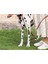 Köpek Boyun Tasması (Yurt Dışından) 2