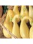 Sarı Kıvrık Yaz Kabak Tohumu Geleneksel Cucurbita Pepo 2